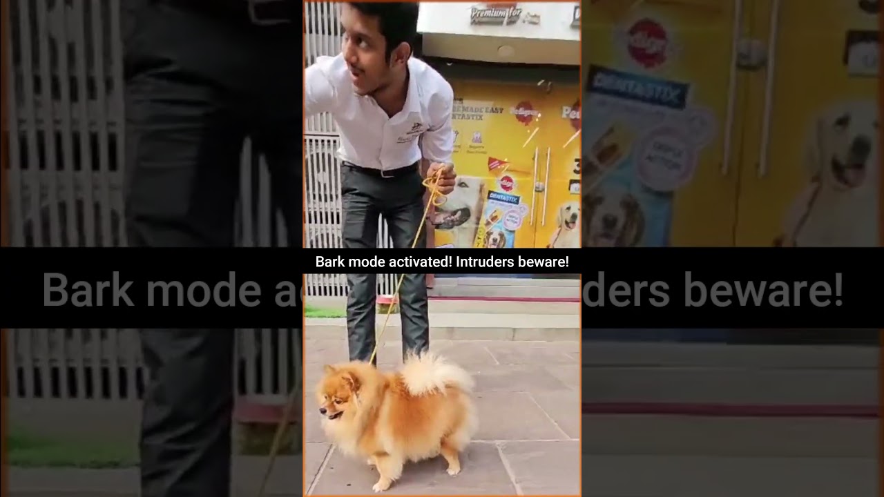 fun time at guli guli petshop #shortvideo #doglover #guligulipetshop