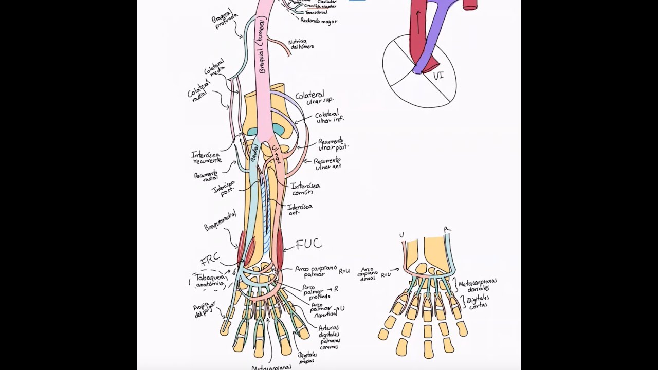 Anatomía: Repaso de miembro superior 8. Vascularización y drenaje del miembro superior.