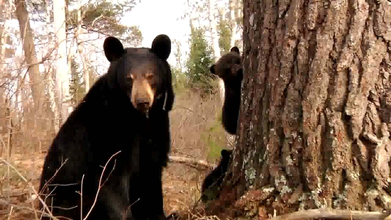 Lily the Black Bear & Her Family - April 8, 2011