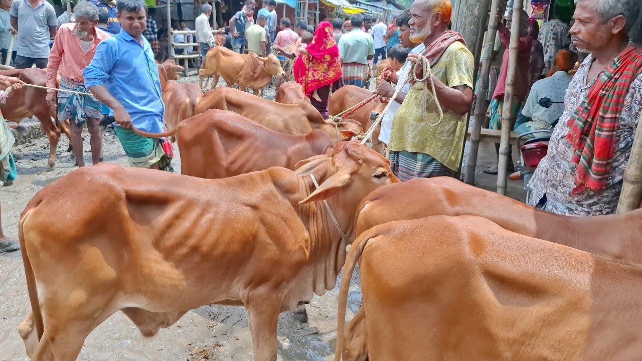 @আজ ৮/৮/২৫ | প্রচুর চাহিদা সম্পন্ন শাহিওয়াল ষাঁড় বাছুরের দাম | আমবাড়ী হাট 