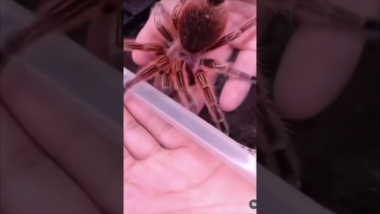 tarantula 🕷spider 