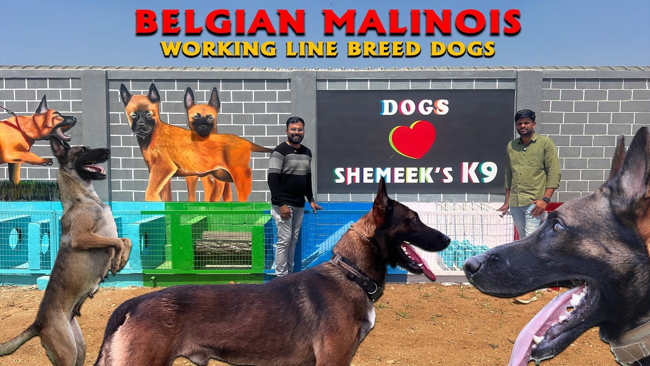 Belgian Malinois Shemeek K9 | India's No1 Working Line Dogs | Best Trained Dogs Kennel Coimbatore