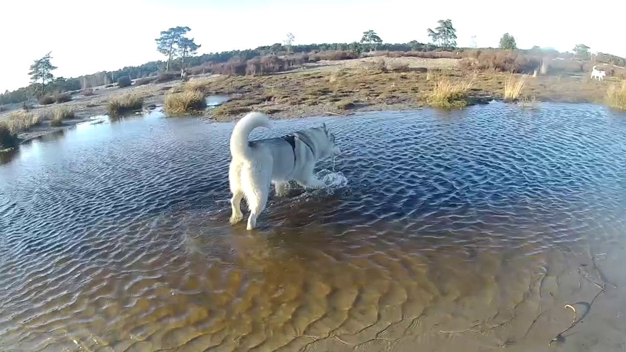 Windkracht 5 - Soesterduinen 9 maart 2019