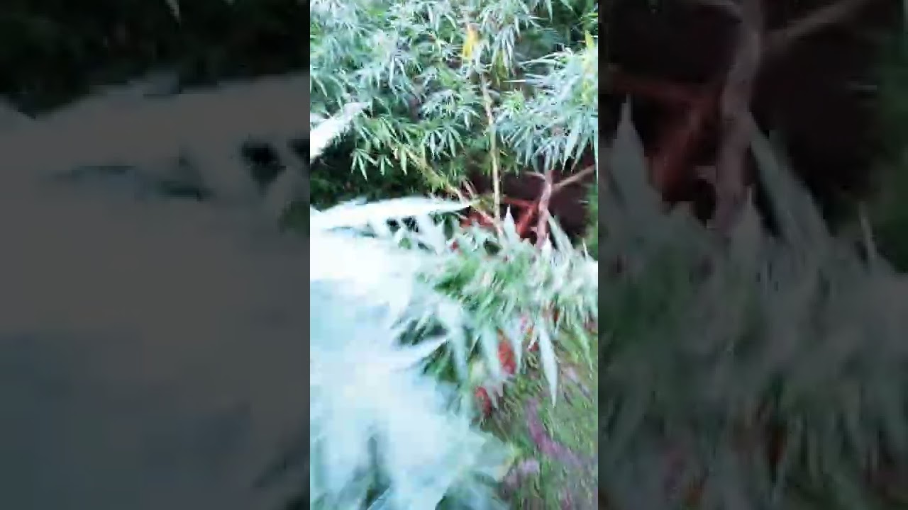 EDUCACION CANNABICA