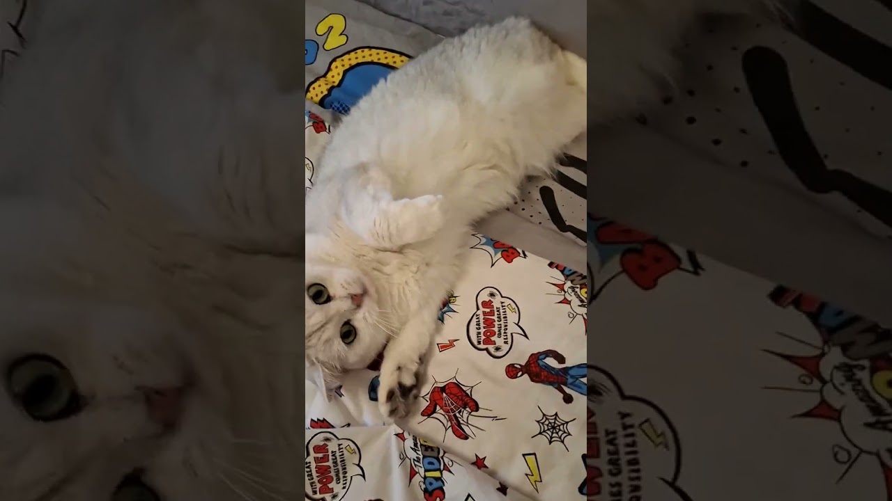 🤣🔥ВОСХИТИТЕЛЬНАЯ КОШКА 👌🤌💯‼️(от радости начала покусывать😉🤫🔥)