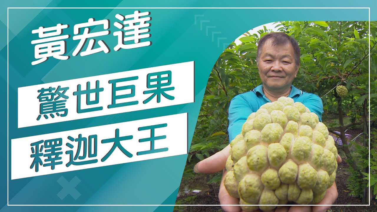 草地狀元-驚世巨果翻迦王，口感軟Ｑ又香甜，台灣的釋迦故鄉在哪你知道嗎(20160912播出)careermaster / Custard Apple Master