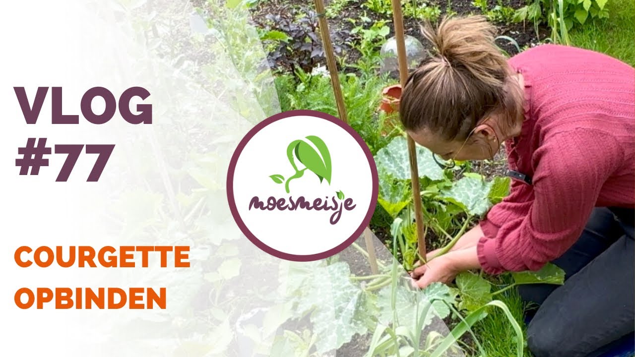 MOESTUINVLOG #77 | Courgette opbinden, preimineervlieg in de knoflook, lente-ui zaaien en update