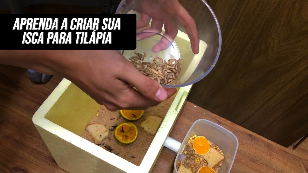 COMO CRIAR O BICHINHO DA LARANJA PARA SUA PESCARIA DE TILÁPIAS
