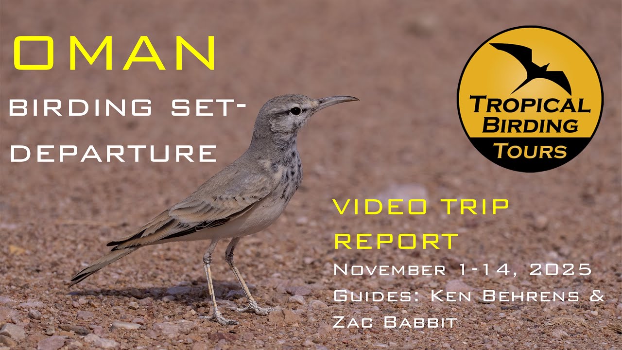 Oman Trip Report - November 2025