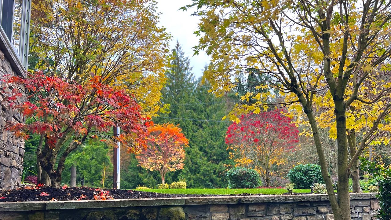 Before & After 6 Japanese Maples (Acer palmatum) Restoration from years of sheering in the Fall