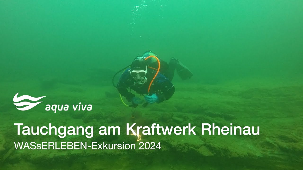 Tauchgang am Kraftwerk Rheinau - Alte Zollbrücke