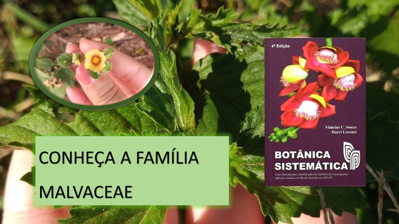 AS PLANTAS DA FAMÍLIA MALVACEAE