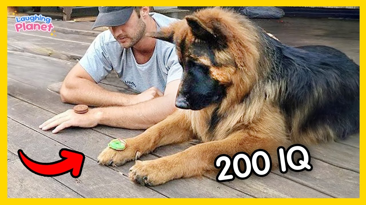 🐕💡When your dog knows he has 200 IQ😲Funniest Dog Ever!