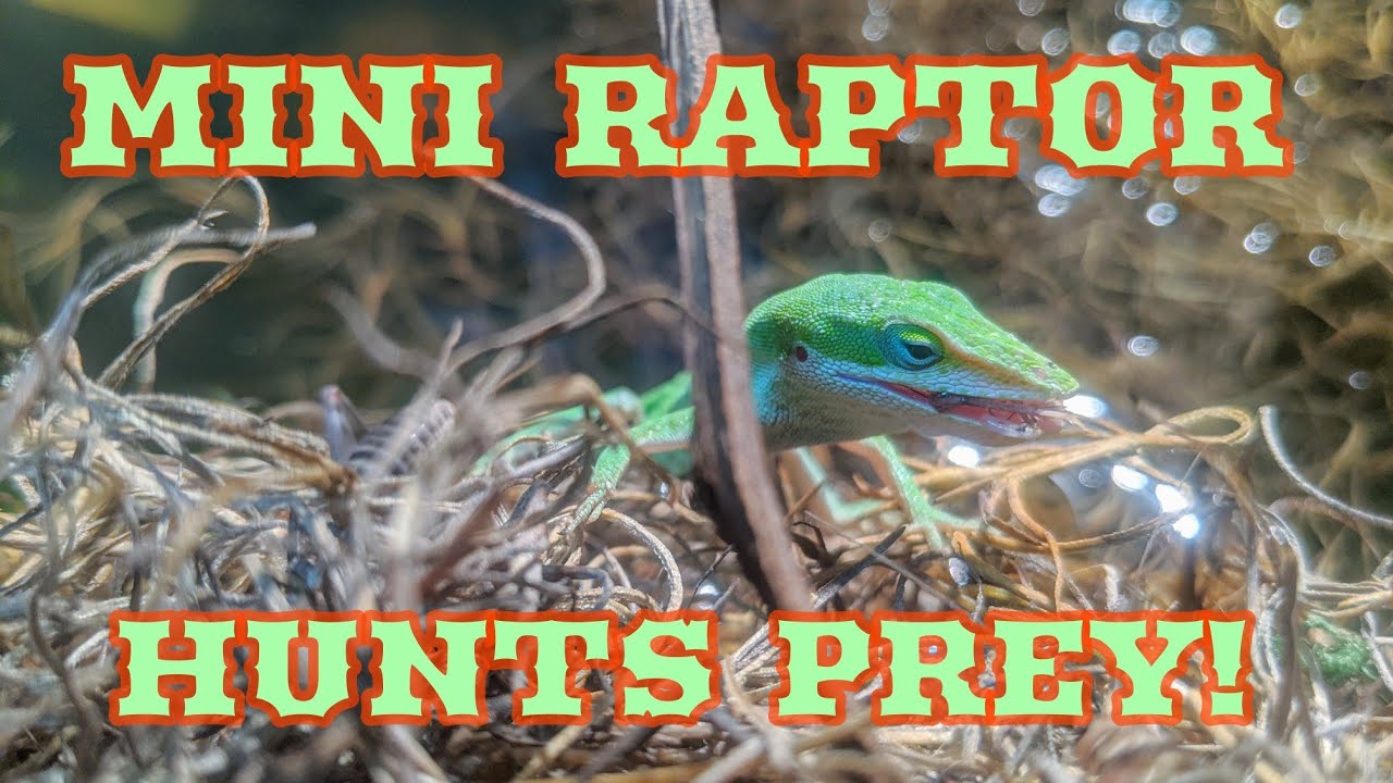 Lizard Hunts Down Prey Like Raptor In Free Roam Reptile Room (Natural Behaviors)