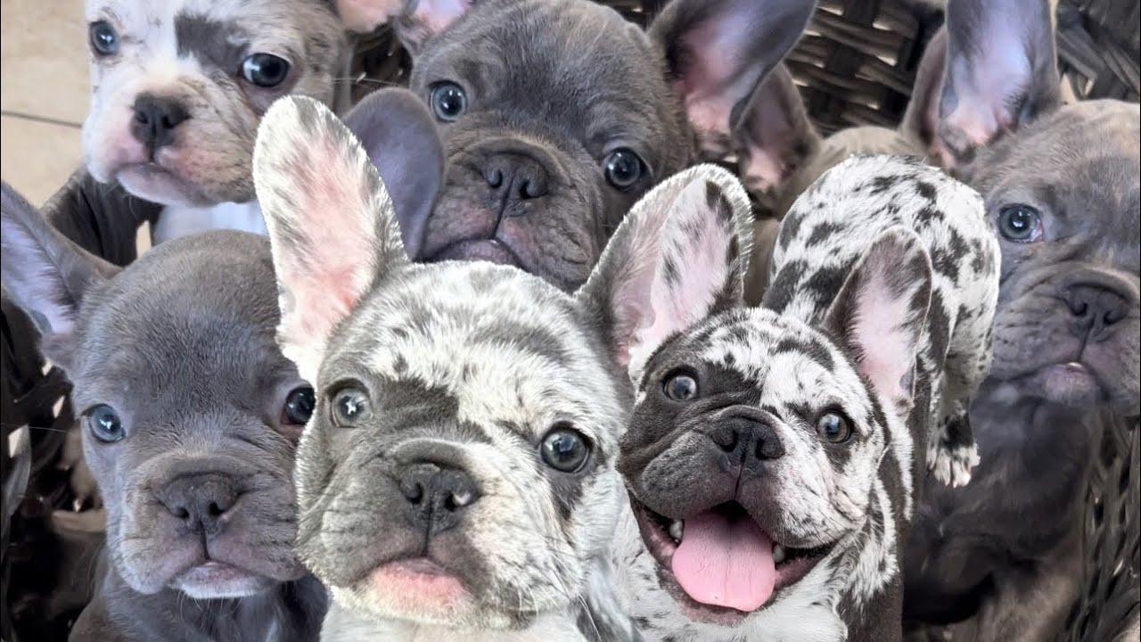 Breeding French Bulldogs My First Litter 1-6 Months