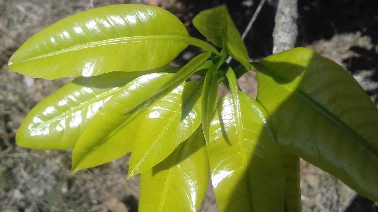Asombroso Descubrimiento Sobre Las Hojas de Mango, Te Dejar&aacute; Sin Palabras!