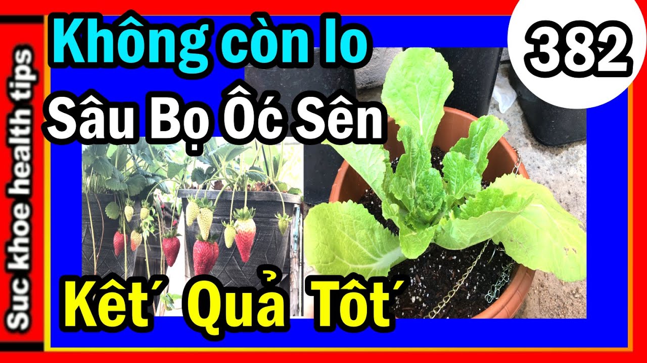 10 Cách HIỆU QUẢ đuổi ỐC SÊN slugs SÂU BỌ tự nhiên, #382 prevent garden pests naturally, SKHT