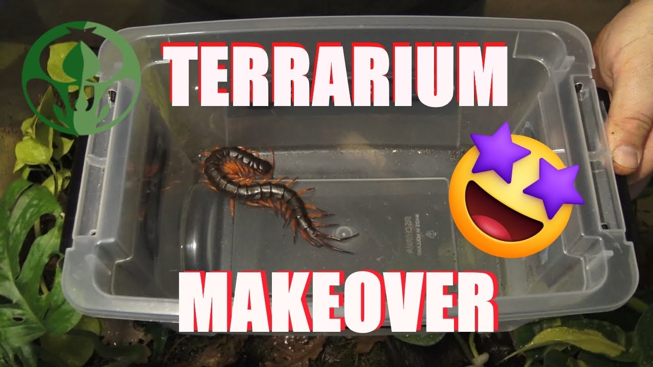 NIEUWE DUIZENDPOOT KRIJGT NIEUWE TERRARIUM (SCOLOPENDRA SUBSPINIPES)