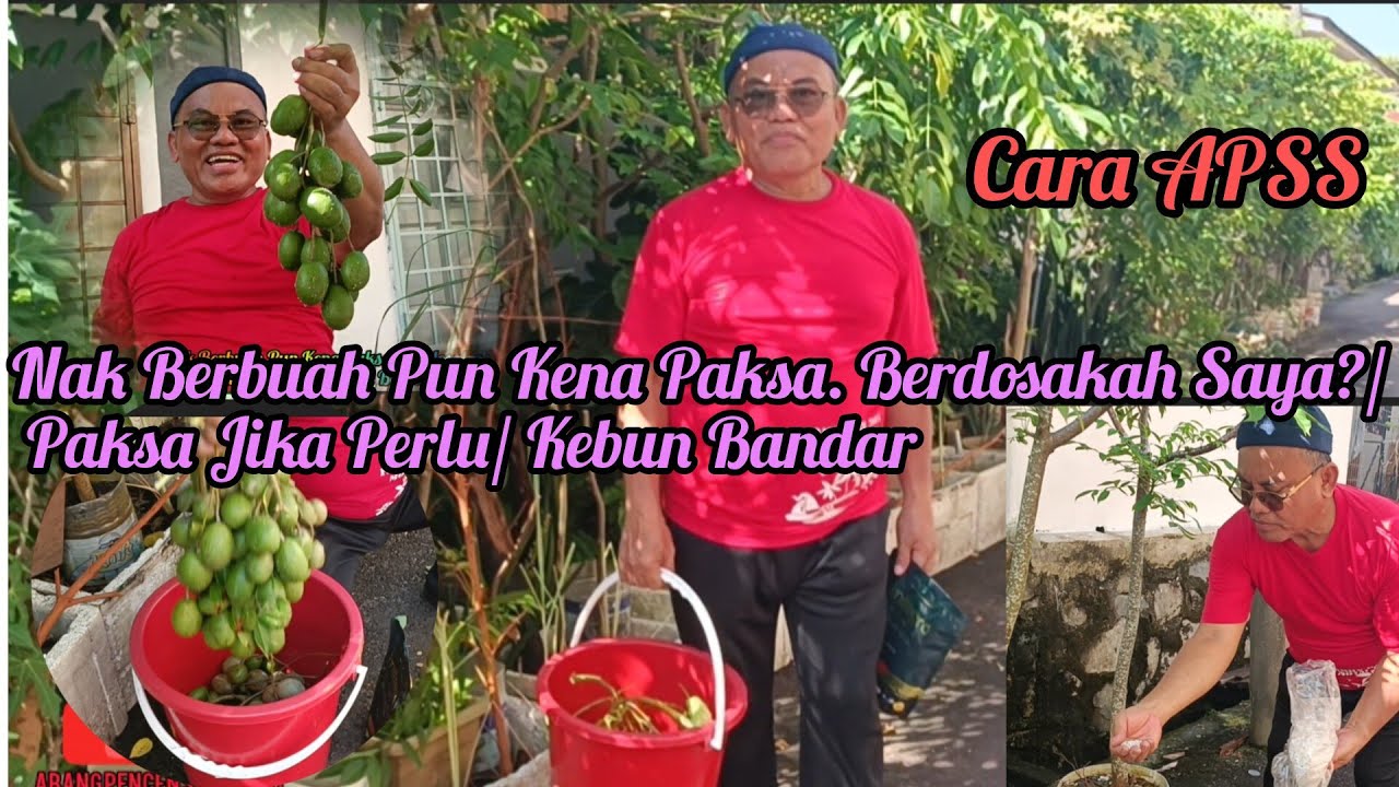 Nak Berbuah Pun Kena Paksa. Berdosakah Saya?/ Paksa Jika Perlu/ Kebun Bandar Cara APSS