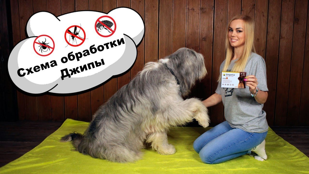 БЛОХИ, КЛЕЩИ, КОМАРЫ. ТАБЛЕТКИ ОТ БЛОХ СИМПАРИКА SIMPARICA. СПРЕЙ TROPICLEAN ТРОПИКЛИН. ЮЖАК ОВЧАРКА