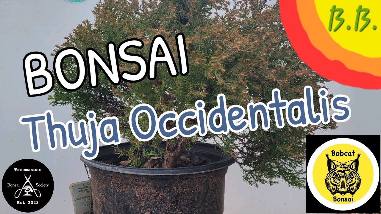 THUJA OCCIDENTALIS UPDATE AND STYLING #bonsai #usa #garden #new #treemasons #uk #japan