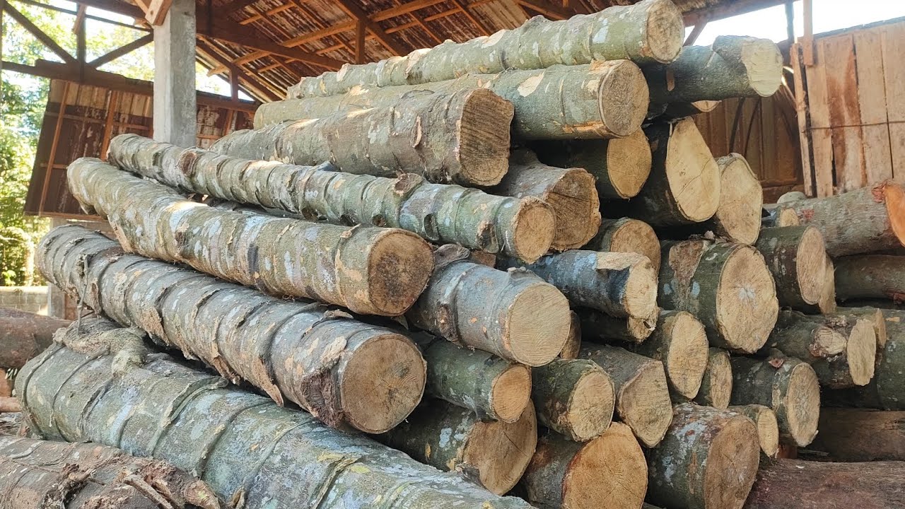 Kayu Melinjo Ini Sangat Langka | Penggergajian Bahan Tongkat Pramuka