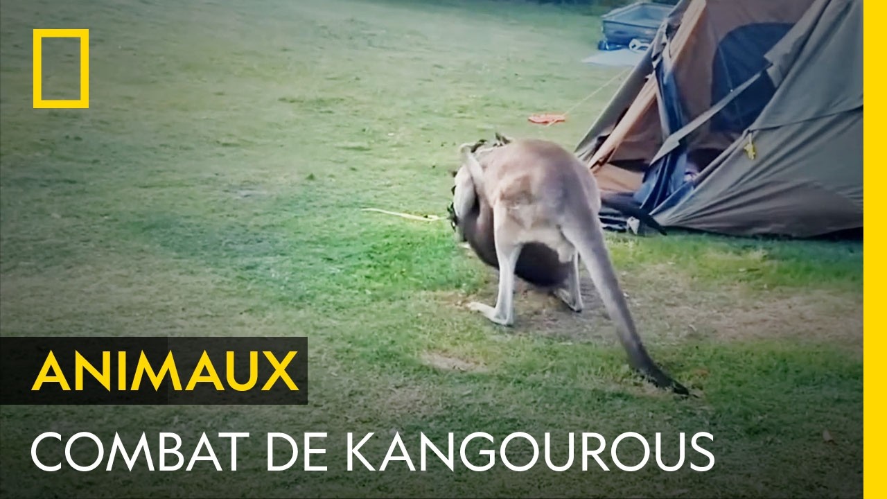 Deux mâles kangourous s'affrontent pour la place de dominant