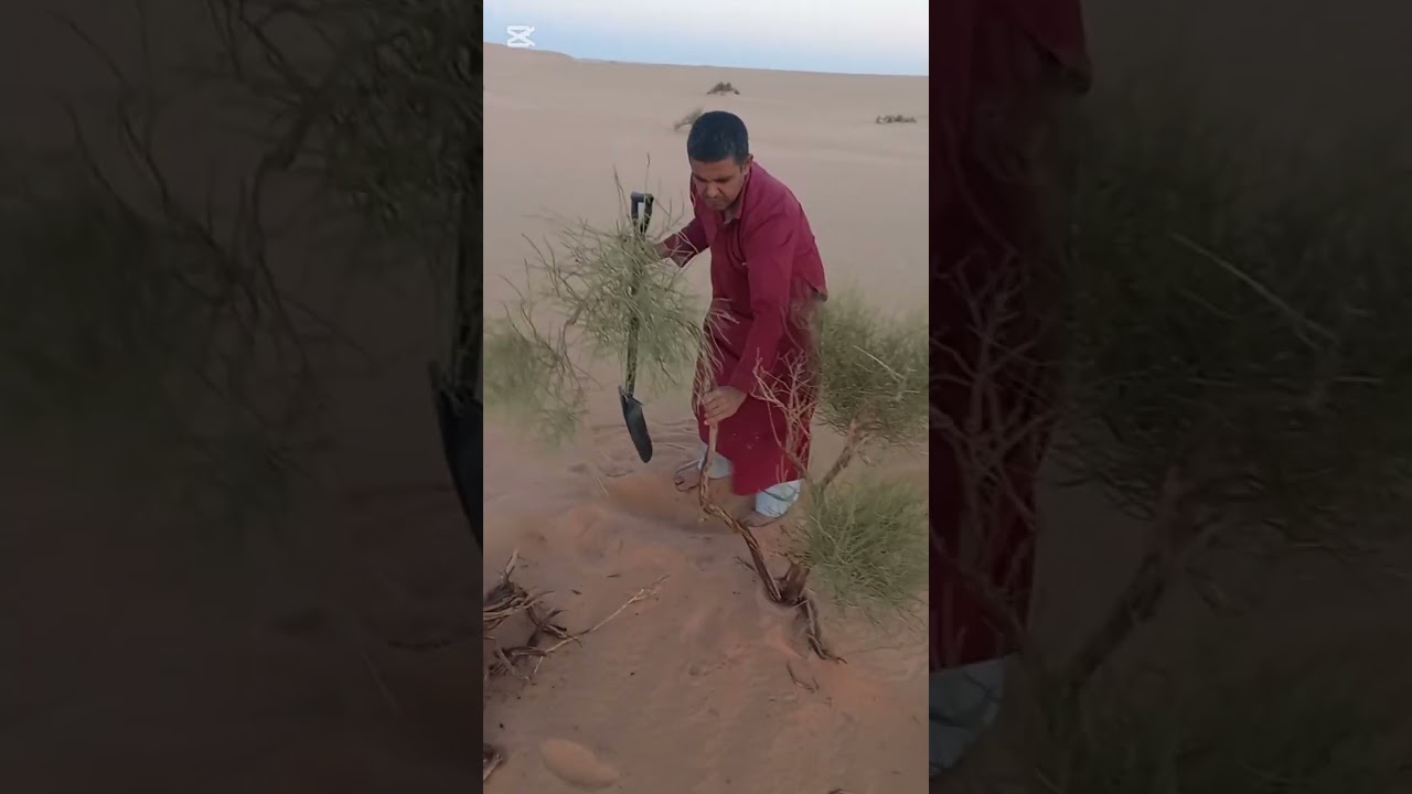  my life desert رحلة الى الصحراء. حاسي القارة ورقلة 