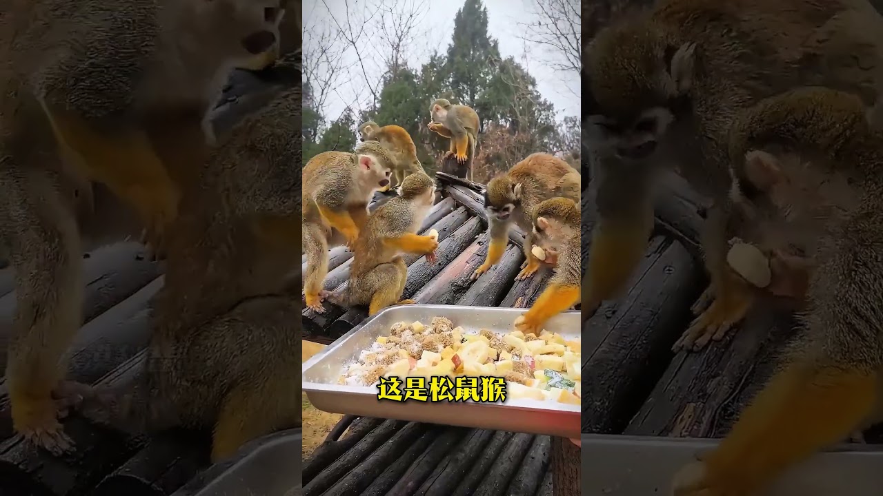 科普40种不同品种的猴子，你认识几种？#猴子种类科普 #涨知识 #神奇动物 #保护野生动物 #万物皆可种草搜