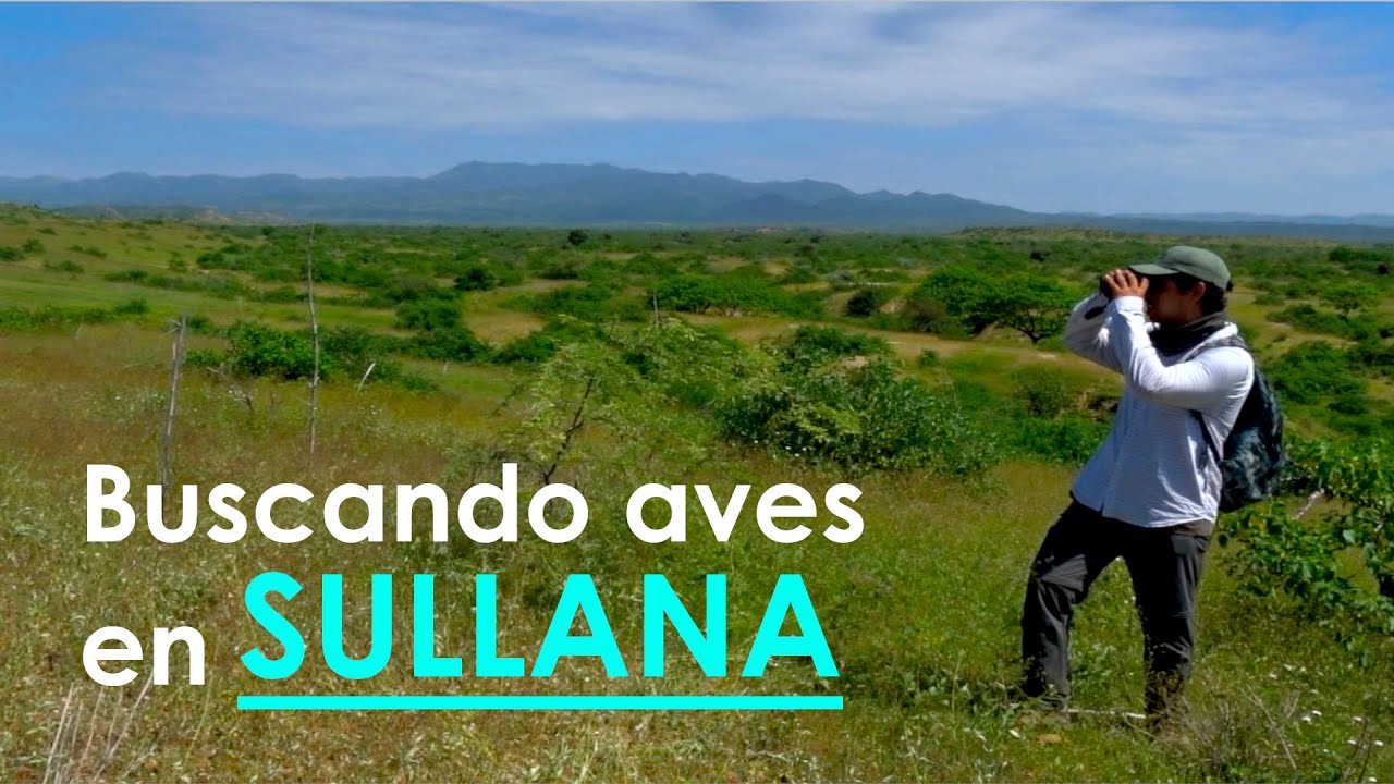 Buscando aves en el Bosque Seco Ecuatorial de Sullana (Per&uacute;)