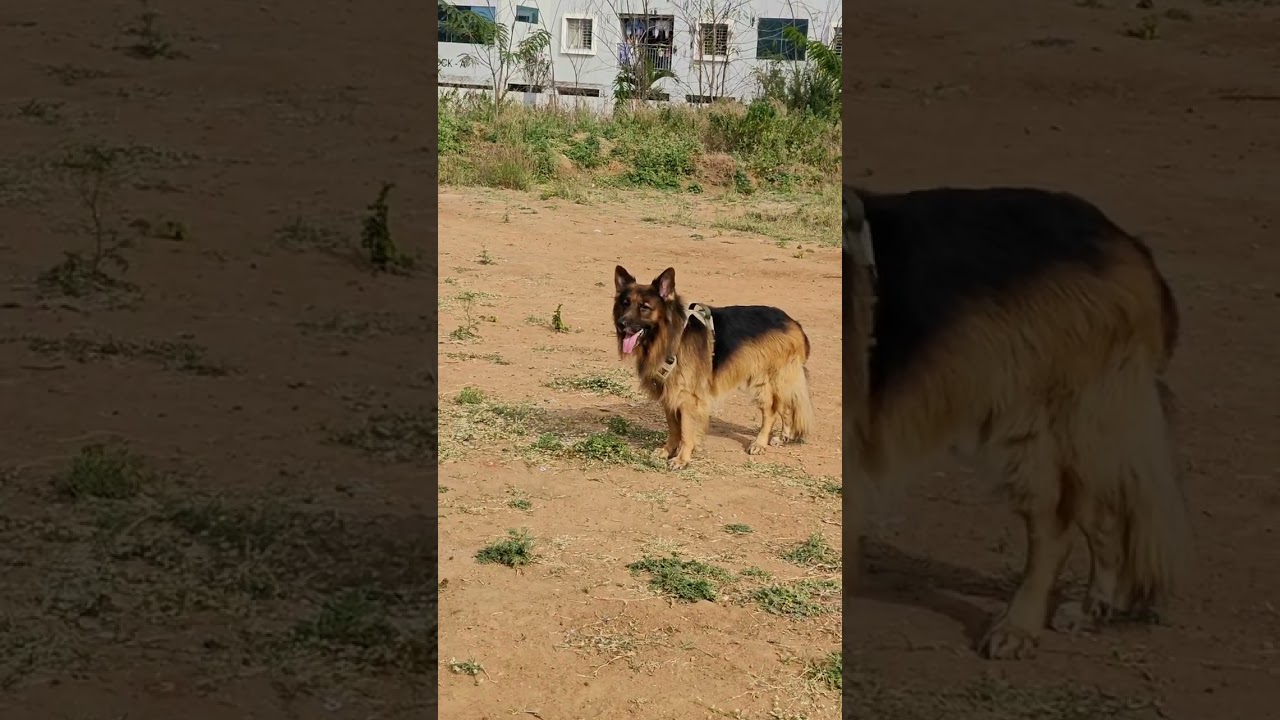 Daily Vlog Day 2✌🏼. Ace se Mulakat 👋🏼#fyp #foryou #foryourpage #germanshepherd #dailyvlog #funny 