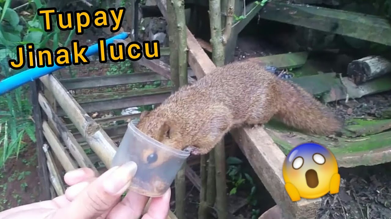 tupai jinak yang lucu