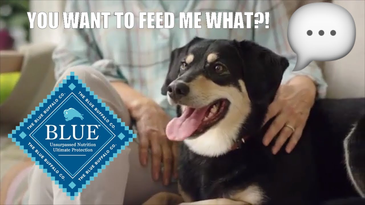 If Dogs Could Talk in a Blue Buffalo Commercial | Jackie Henley