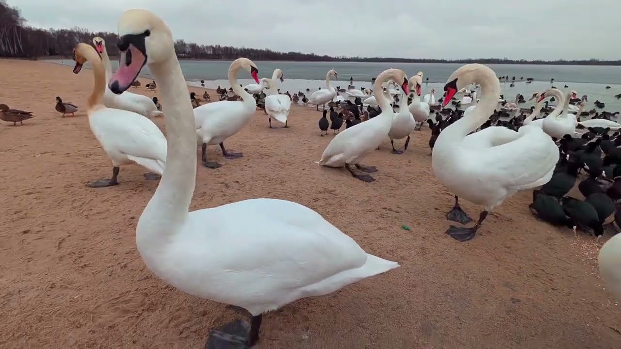 Łabędzie nieme i łyski na plaży 