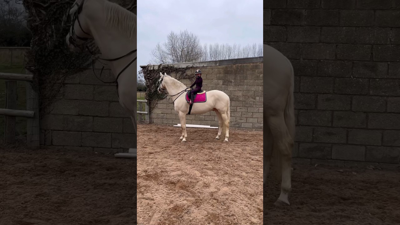 Jump top of the wings #equestrian #horseriding #showjumper #horse #stallion #pony #jump