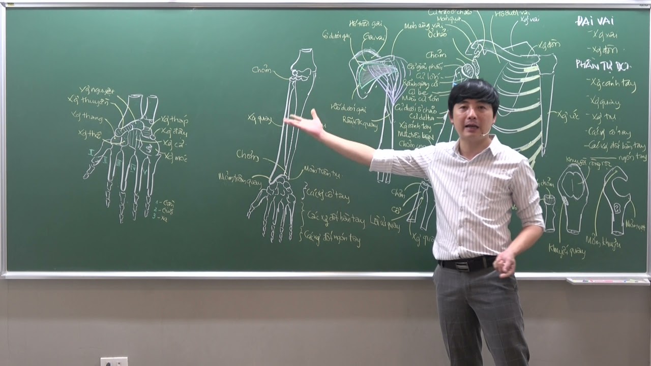CHI TRÊN: XƯƠNG CHI TRÊN - NHỮNG ĐẶC ĐIỂM CƠ BẢN (PHẦN 2)