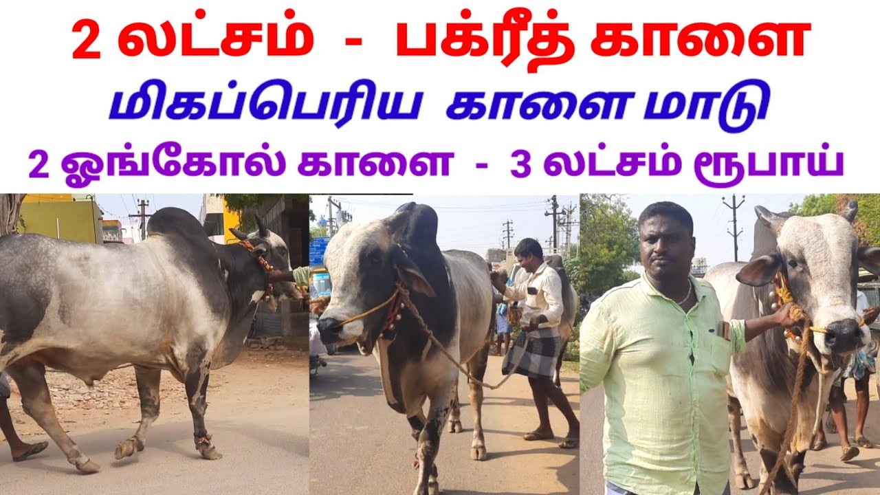 தமிழ் நாட்டின் மிகப்பெரிய பக்ரீத் காளை 3 லட்சம் ரூபாய் / மேலப்பாளையம் / @tamilvivasayi