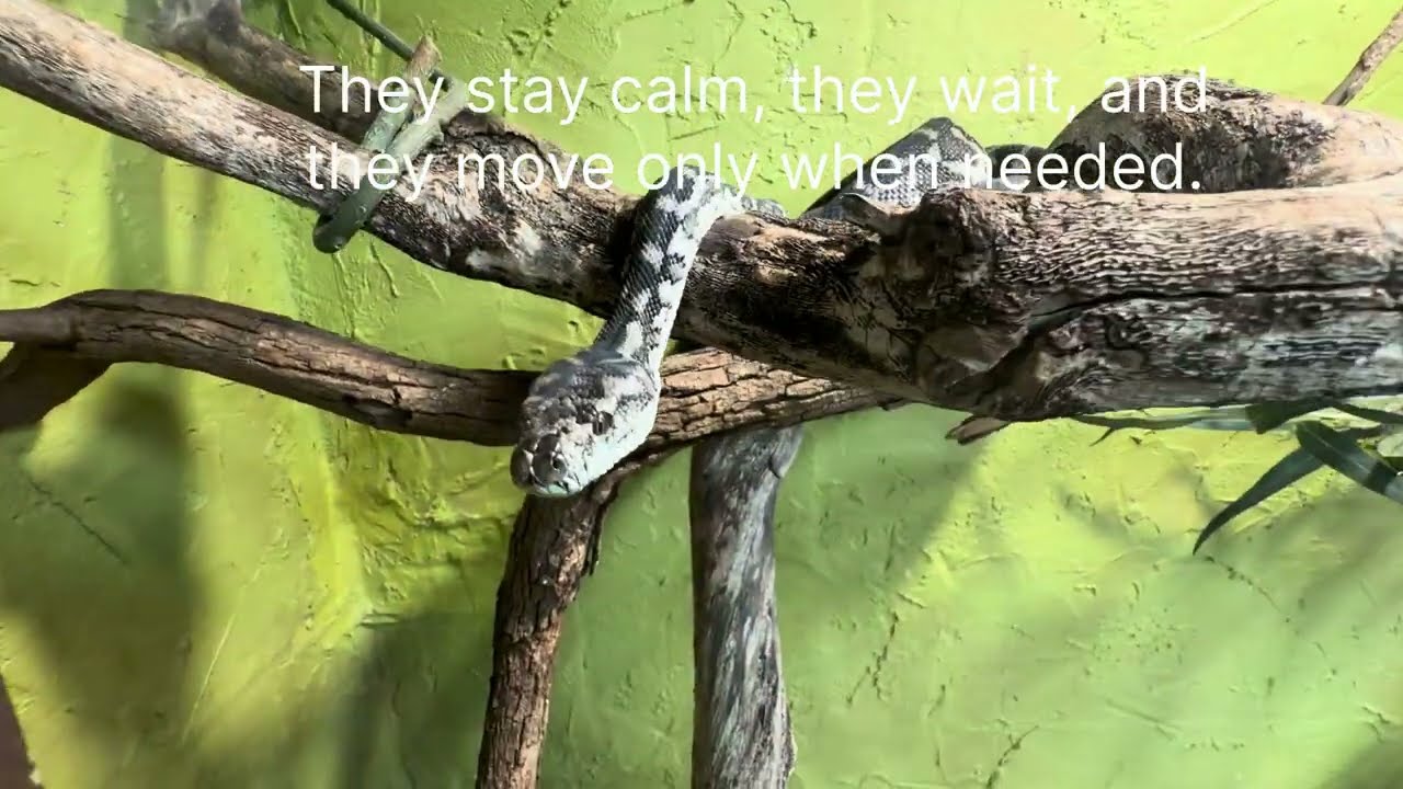 Beautiful but Dangerous? Snakes in Australia 🐍 #AustralianSnakes #ReptilePark #Snakes #Reptiles 