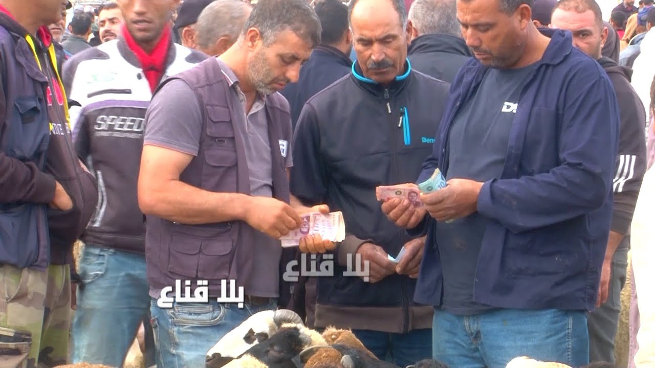 أسعار صااروخية للأغنام..زوز علالش بأربعة ملاين ونصف في الرحبة والنعجة بزوز ملاين؟!أين اختفى السعي؟