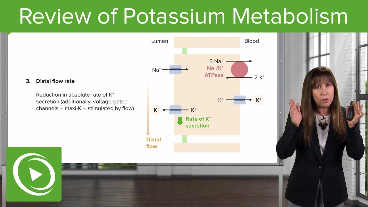 Review of Potassium Metabolism &ndash; Nephrology | Lecturio