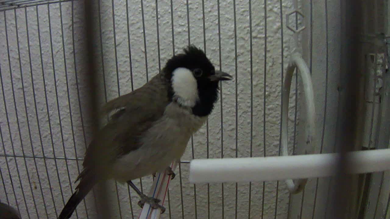 White-eared bulbul chirping/singing (bird)