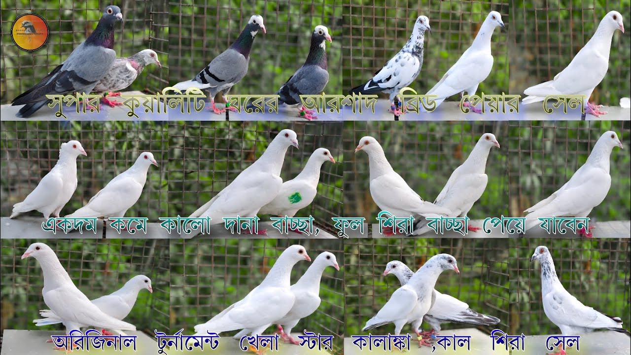  একদম কমে টপ কুয়ালিটি অন্ধ্র,ম্যদ্রাসি পায়রা নিয়ে যান (📞_6289694768)