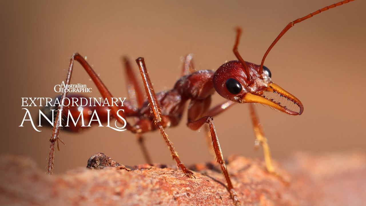Bull Ants Are Exceptional Hunters | Extraordinary Animals (Now Streaming)
