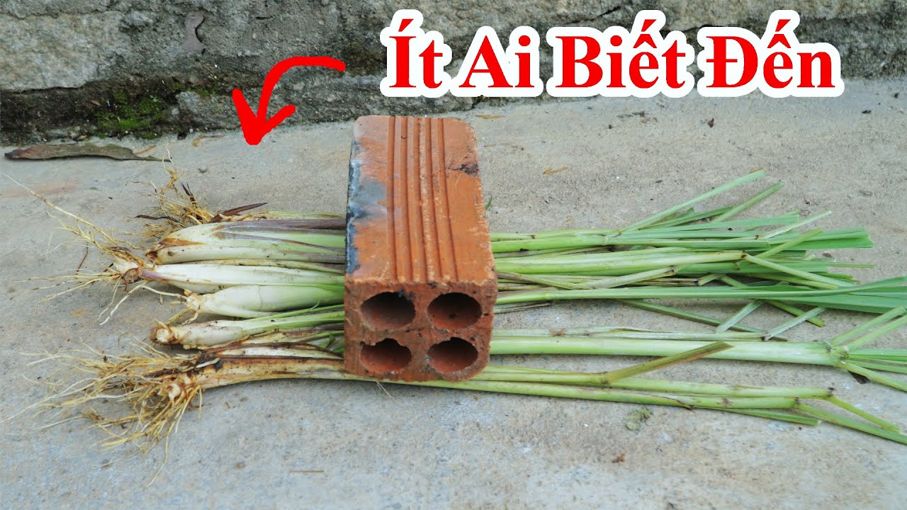 Một Câu Chuyện Ly Kỳ Về Cây Xã Ít Ai Biết / Lý Do Tròng Cây Xã Luôn Bị Thối Gốc / Mẹo Trồng Cây Xã