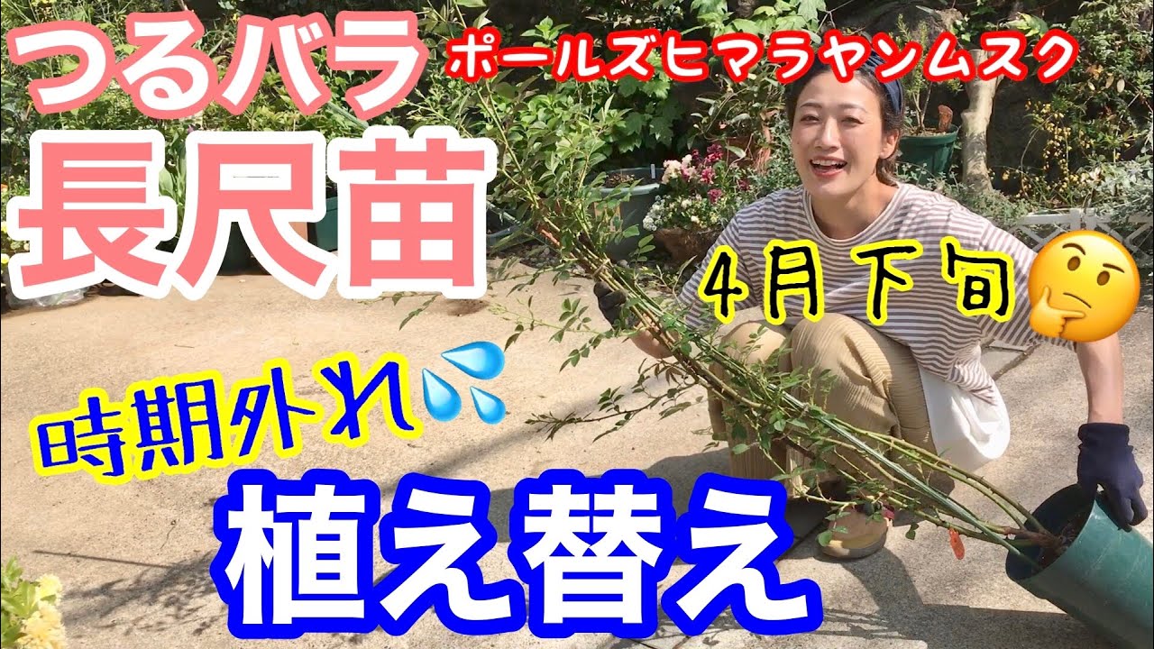 【つるバラ長尺苗】時期外れで欲しかったバラに出会った時の植え替え🥀 / 誘引も重要ポイントがあります😊/ 人気品種「ポールズヒマラヤンムスク」【ガーデニング】
