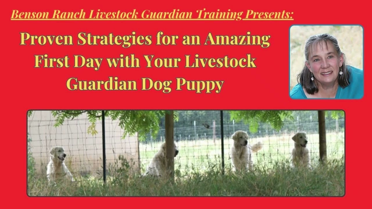 Strategies for an Amazing First Day with Your LGD Puppy c