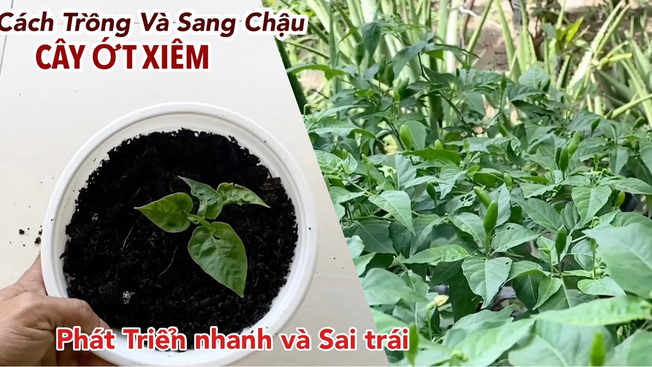 Cách Trồng Ớt | Sang Chậu Cây Ớt Xiêm Rừng Giúp Cây Mau Phục Hồi | Phát Triển Nhanh Và Sai Trái