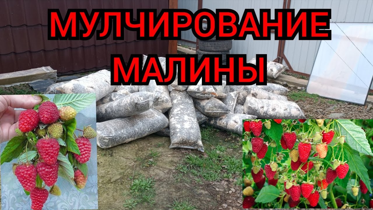 Мульчирование Малины. Зачем вносить мульчу по Малине? Мульчирую отработанными грибными блоками.