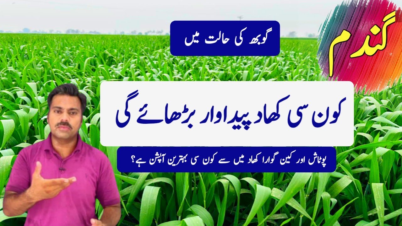 The best fertilizer option for wheat crop on the booting stage | Abid Ali Agrarian