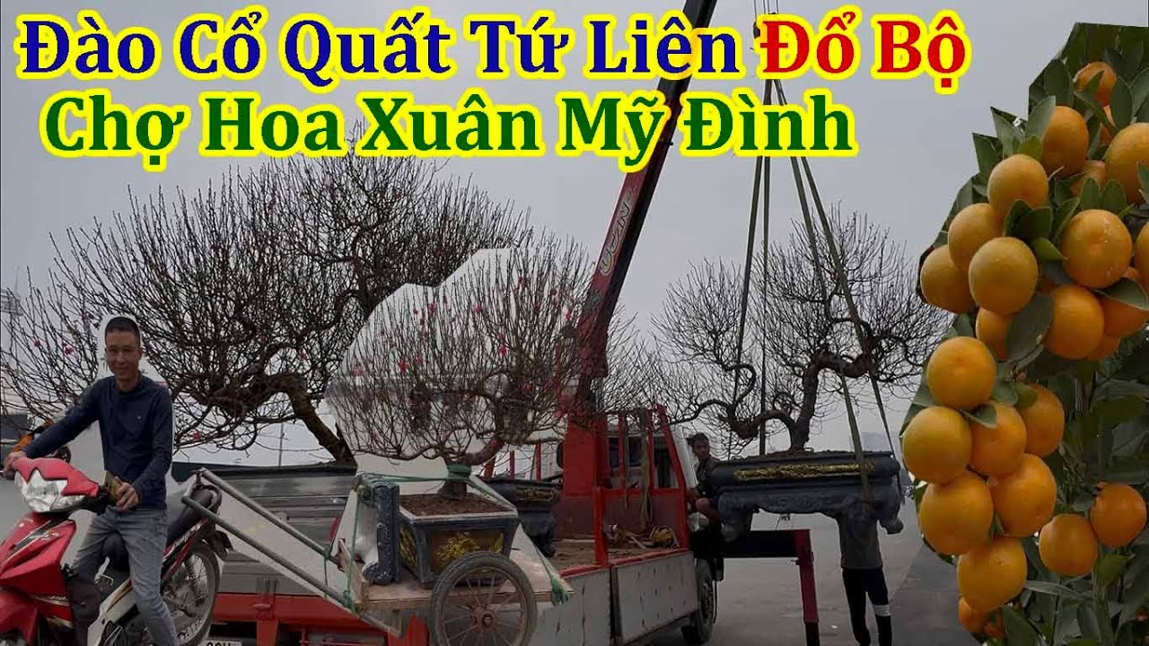 Toàn Cảnh Nhộn Nhịp Chưa Từng Thấy Chợ Hoa Xuân Mỹ Đình Hà Nội